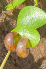 Bobo Eco-Resin Chestnut Mini- Hoops